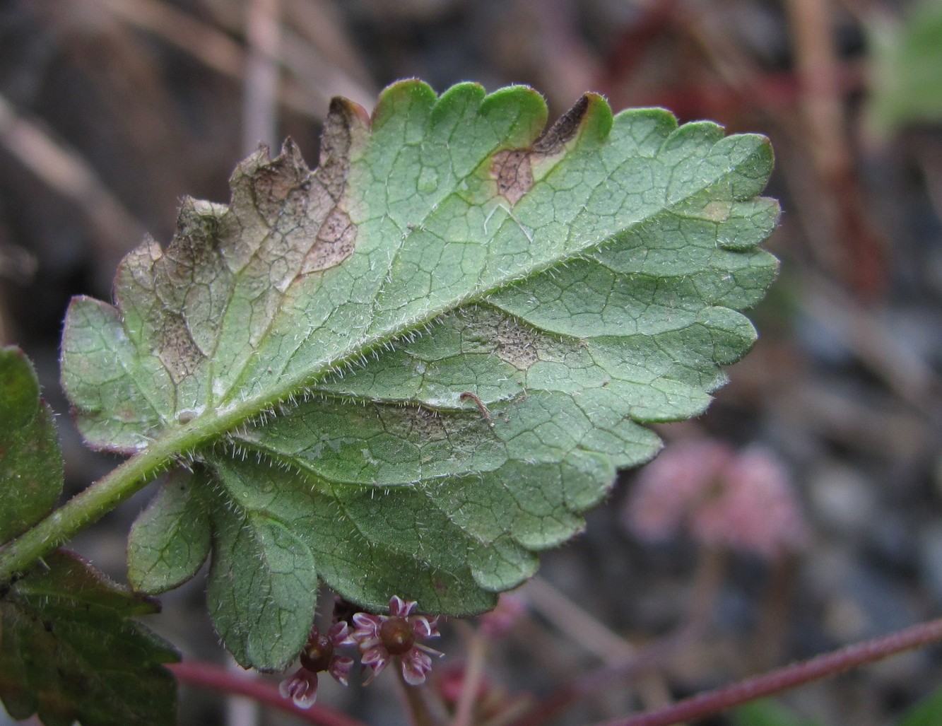 Image of Symphyoloma graveolens specimen.