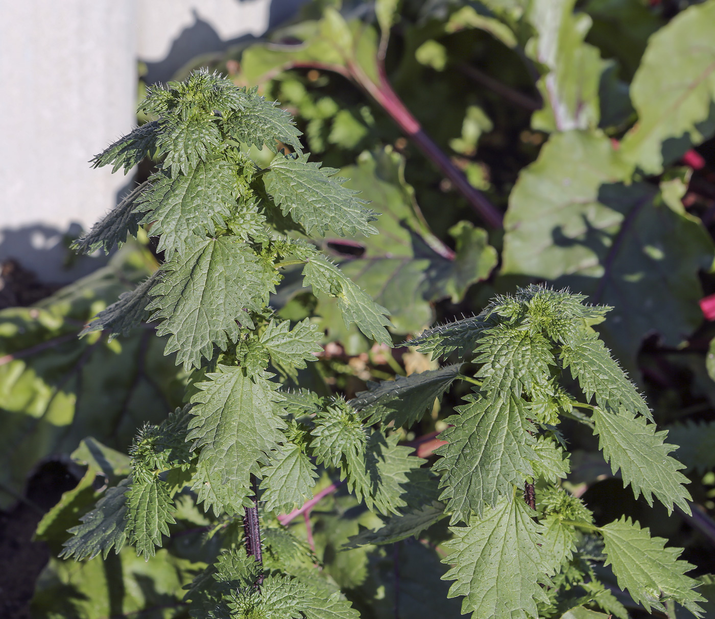 Image of Urtica urens specimen.