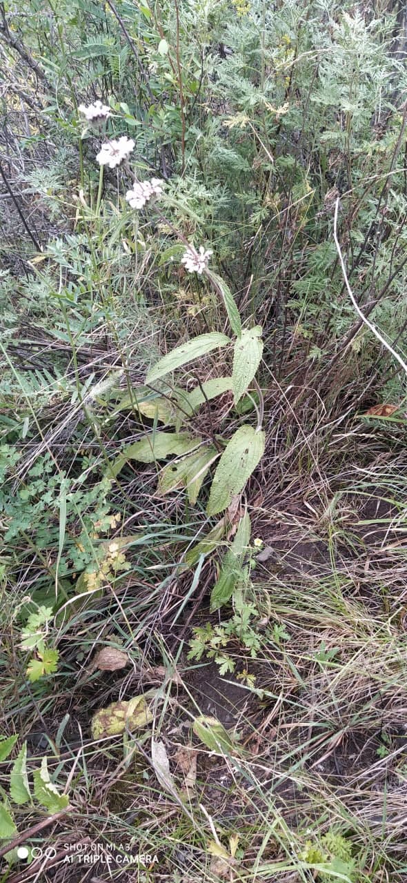 Image of Phlomoides alaica specimen.