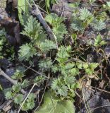 Urtica dioica