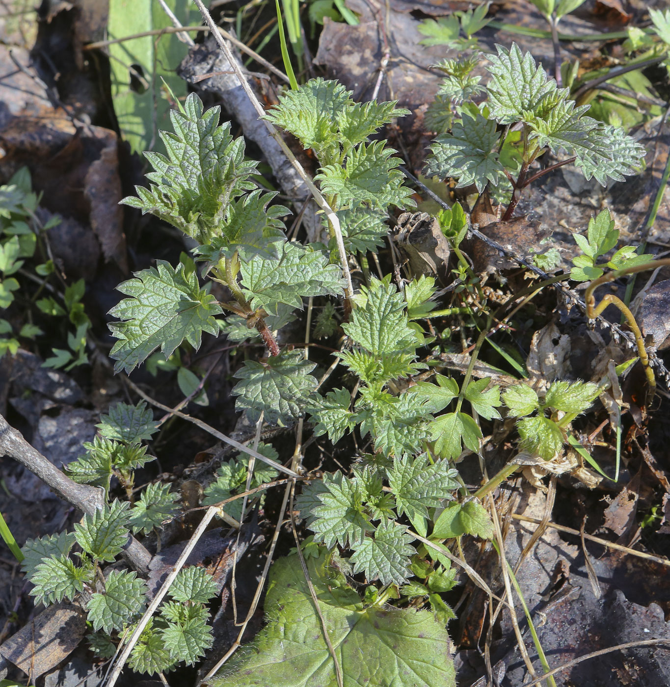 Изображение особи Urtica dioica.