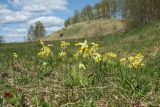 Primula veris. Цветущие растения. Псковская обл., Невельский р-н, окраина дер. Шеляково близ городища, суходольный луг у берега оз. Езерище. 09.05.2022.