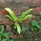 Phyllitis scolopendrium. Растение на стене. Республика Абхазия, Новый Афон. 20.08.2009.