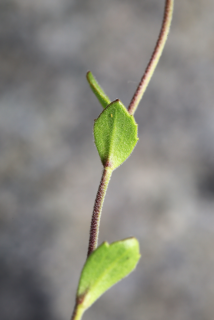 Изображение особи Draba cardaminiflora.