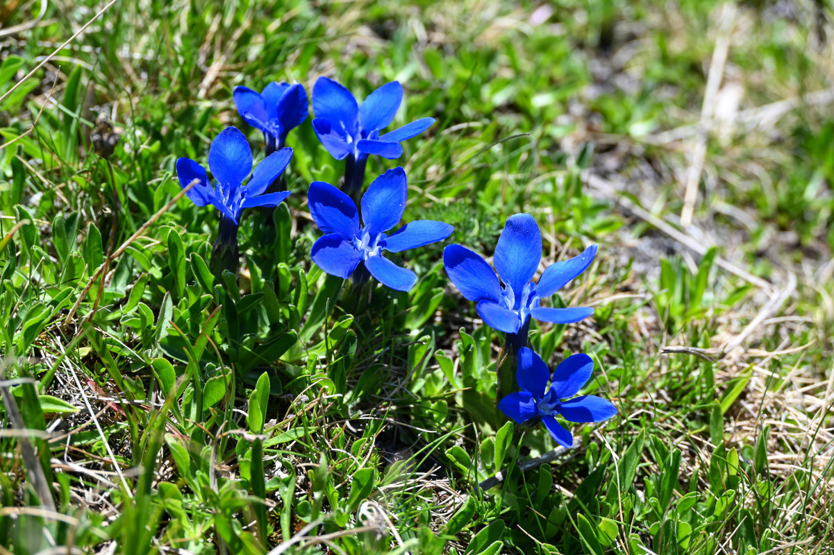 Image of Gentiana pontica specimen.