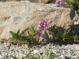 Thymus sessilifolius