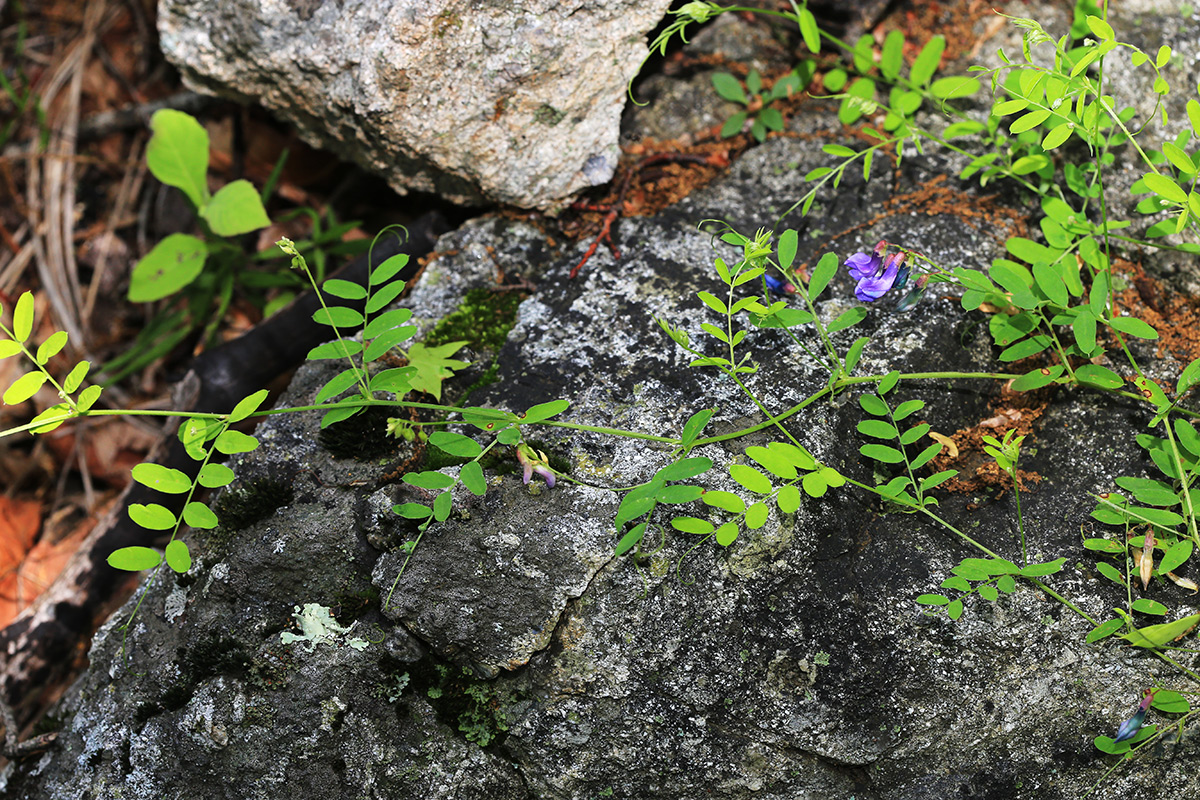 Изображение особи Vicia japonica.