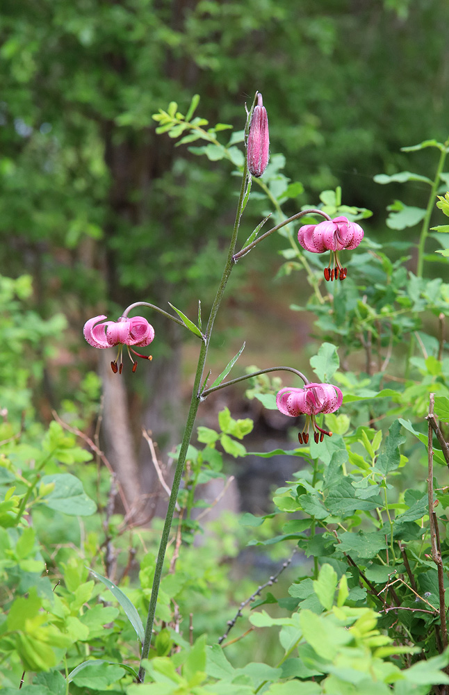 Image of Lilium pilosiusculum specimen.