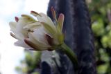 семейство Cactaceae. Цветок. Намибия, обл. Кунене, округ Sesfontein, кемпинг Онгонго. 10.01.2010.