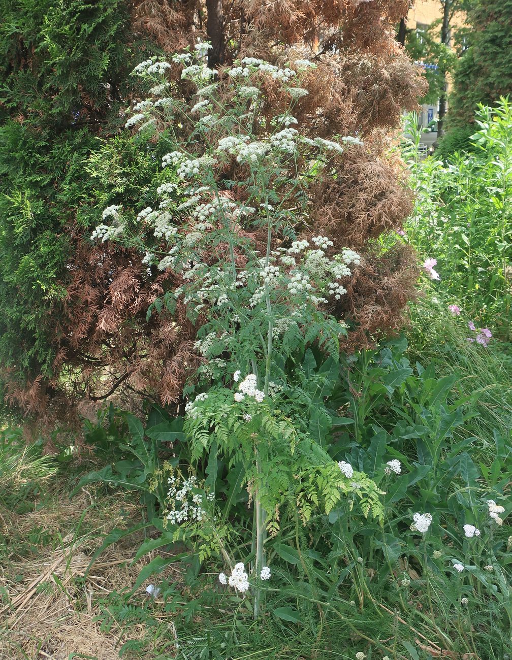 Изображение особи Conium maculatum.