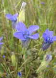 Gentianopsis barbata. Соцветие. Якутия, Мирнинский р-н, территория пос. Светлый. 09.08.2009.