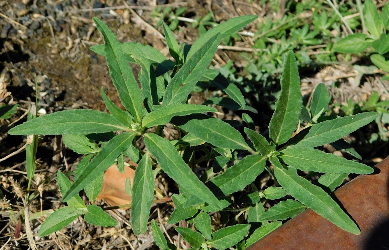 Image of Euphorbia davidii specimen.