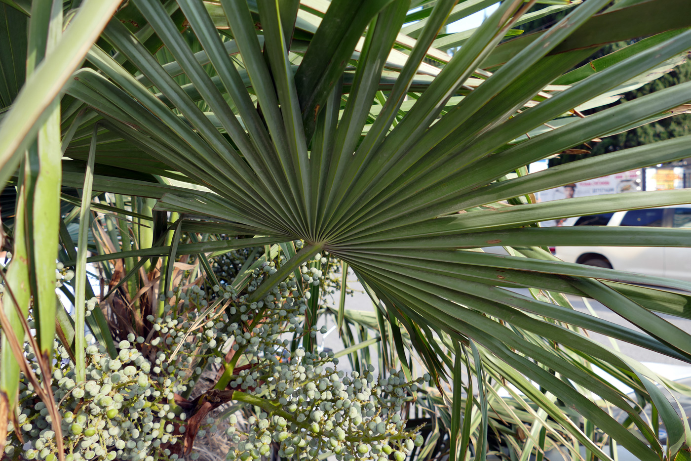 Изображение особи Trachycarpus fortunei.