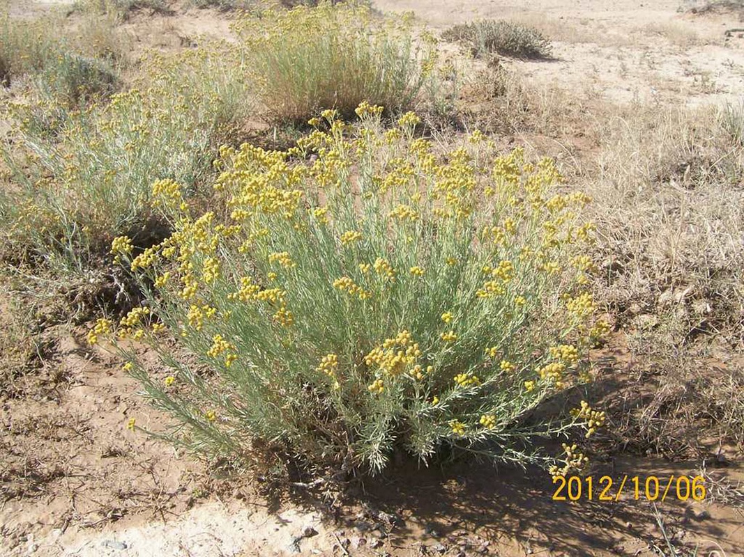 Изображение особи Ajania fruticulosa.