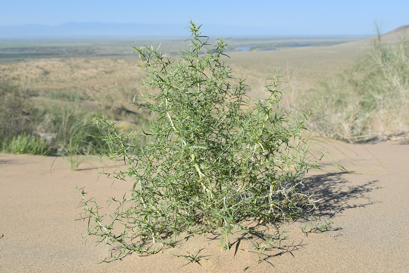 Изображение особи Agriophyllum pungens.