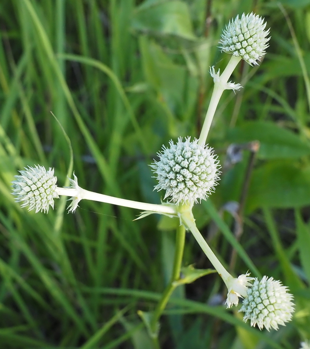 Image of Eryngium yuccifolium specimen.