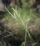 семейство Poaceae. Верхушка побега в начале цветения. Пермский край, Кунгурский р-н, правый берег р. Сылва, ур. Камень Ермак, берёзово-сосновый лес. 04.06.2022.