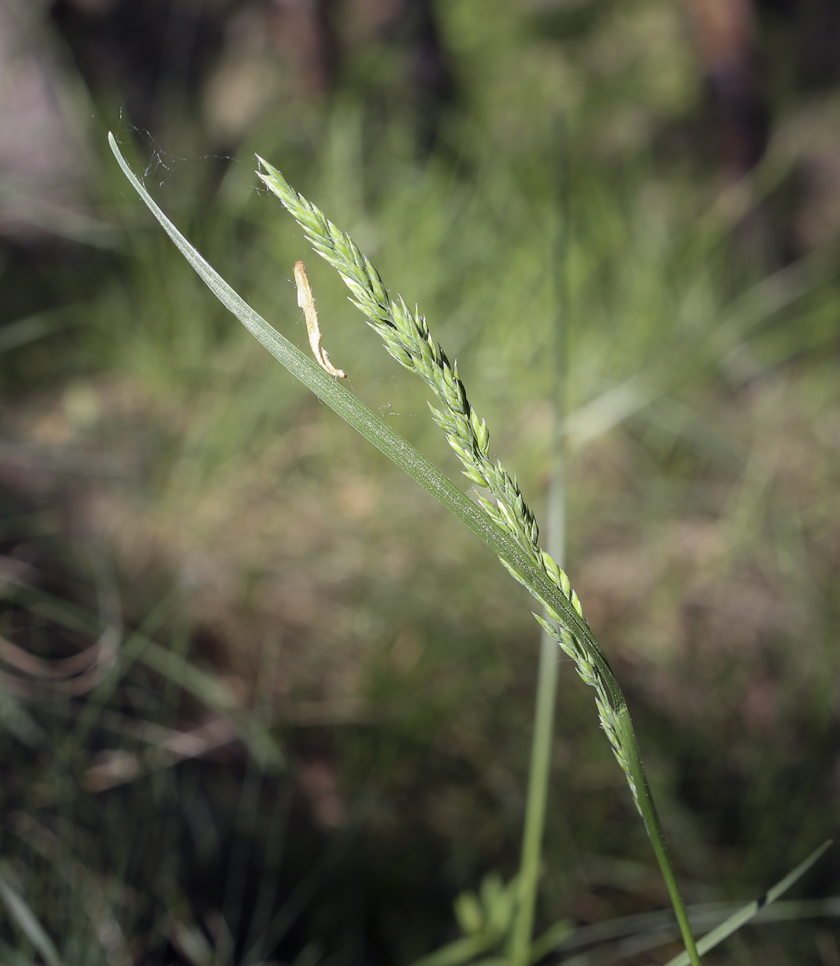 Изображение особи семейство Poaceae.