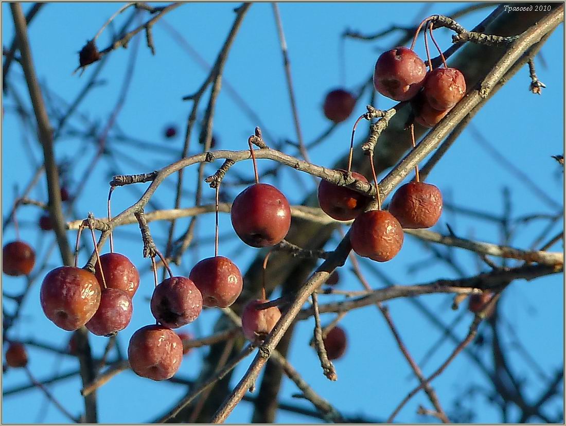 Изображение особи Malus domestica ssp. cerasifera.