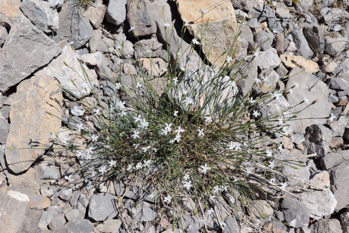 Изображение особи Dianthus karataviensis.