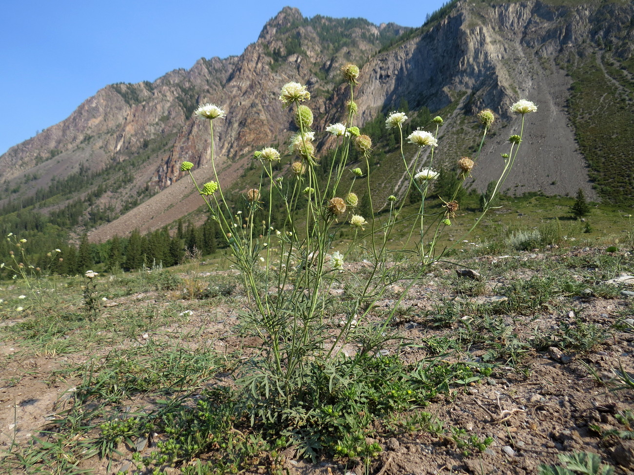 Изображение особи Scabiosa ochroleuca.