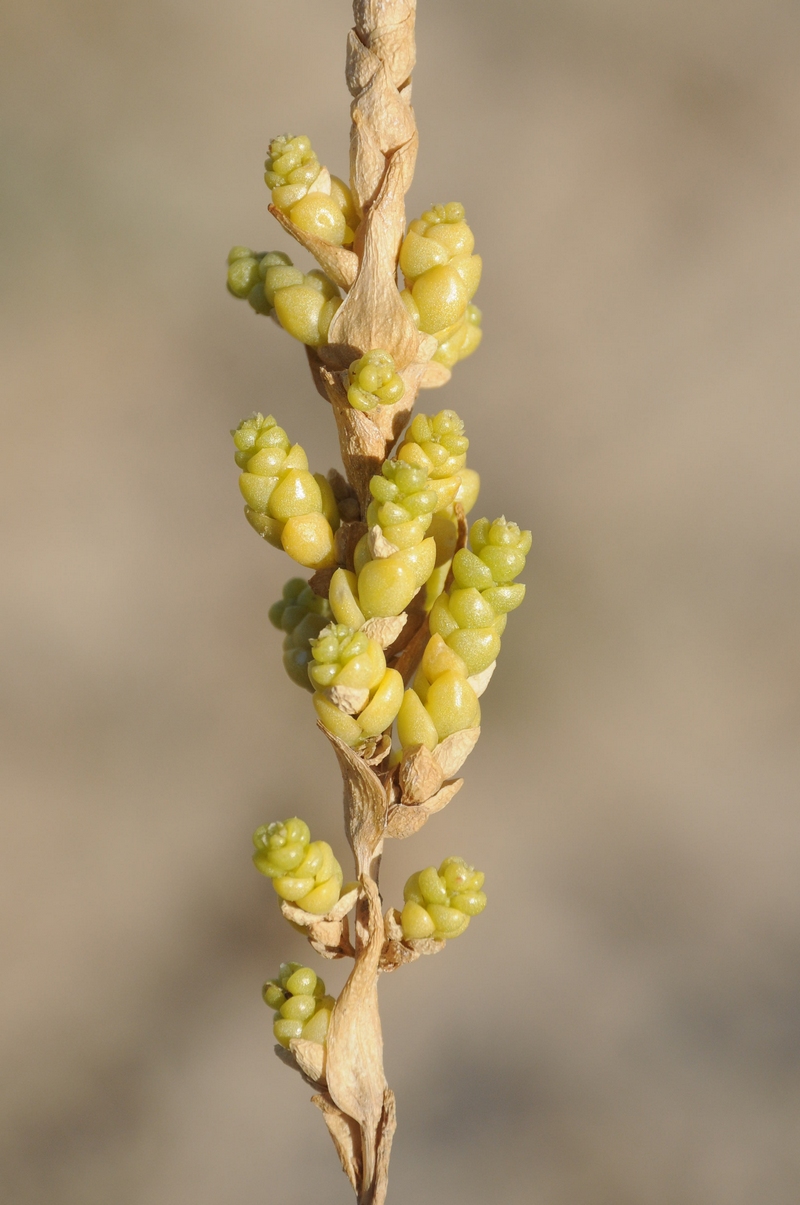 Image of Suaeda lehmannii specimen.