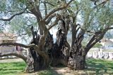 Olea europaea. Ствол старого дерева. Черногория, Бар, в культуре. 09.07.2011.