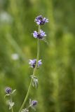 Nepeta alatavica