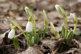 Galanthus plicatus