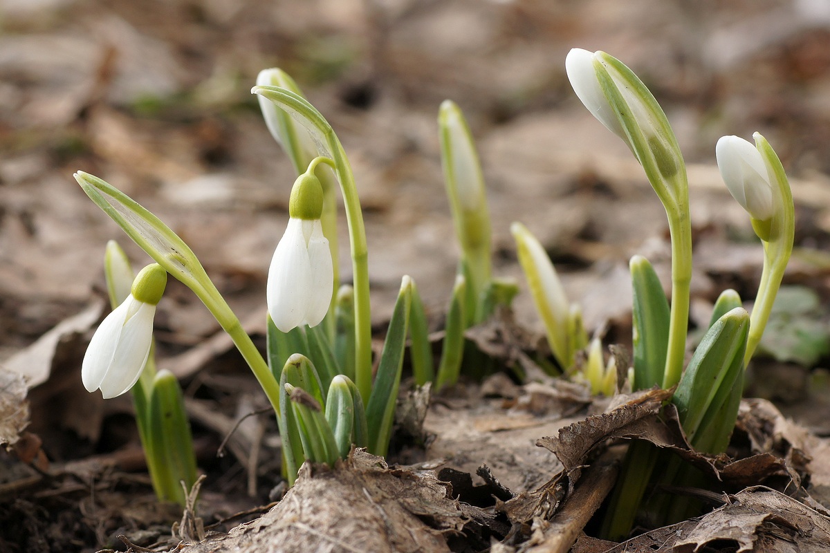 Image of Galanthus plicatus specimen.