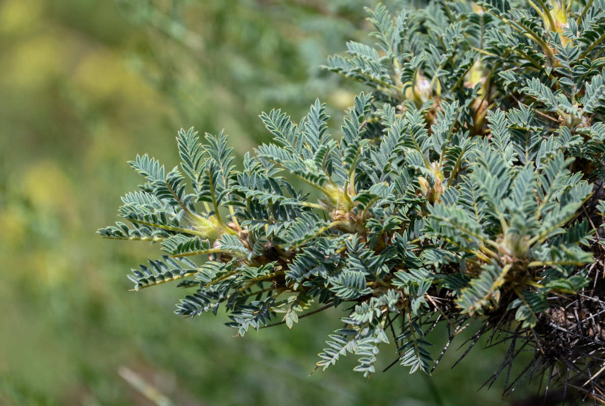 Изображение особи Astragalus denudatus.