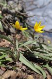 Tulipa australis