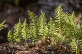 Polypodium vulgare. Спороносящие растения. Адыгея, Майкопский р-н, окр. пос. Каменномостский, широколиственный лес, на скале. 02.04.2023.