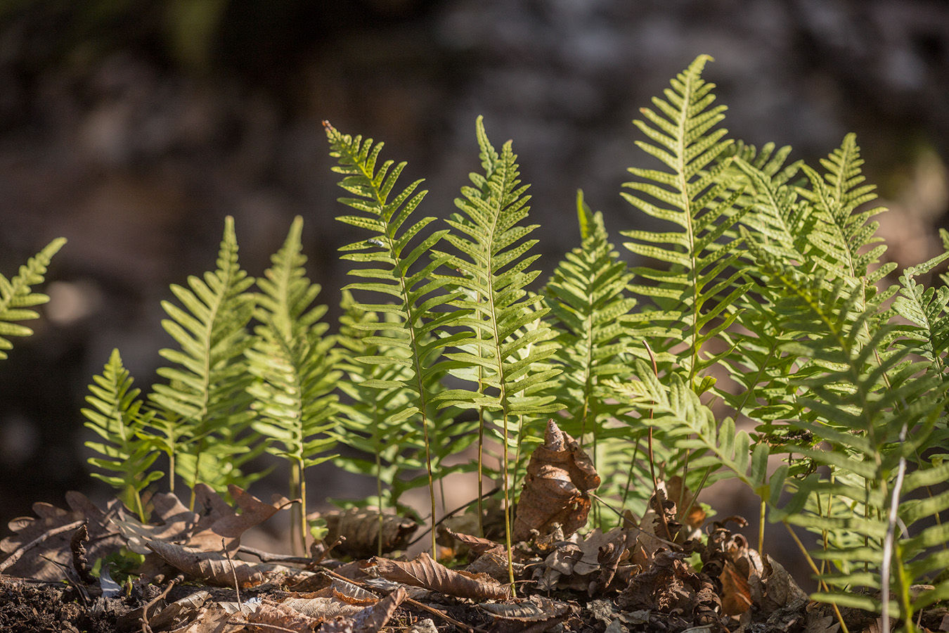 Image of Polypodium vulgare specimen.