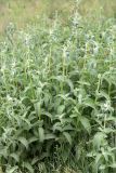 Mentha asiatica