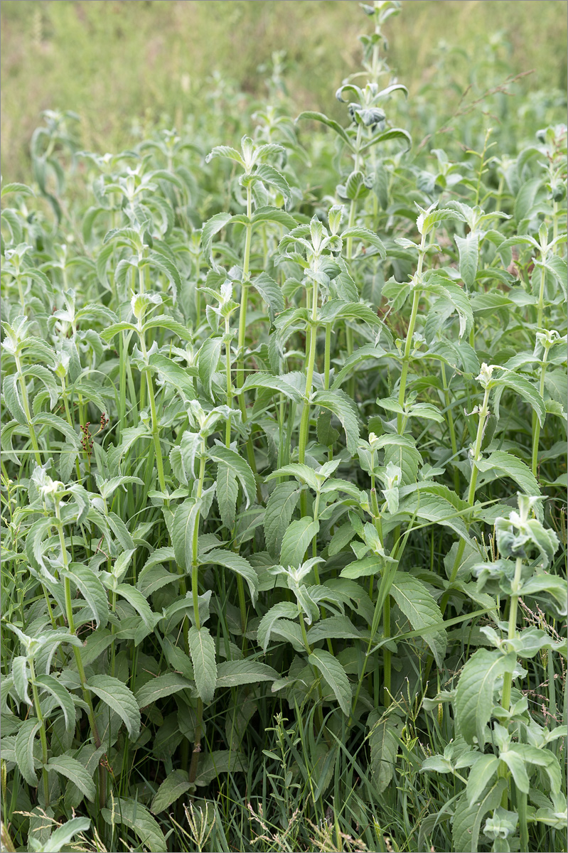 Image of Mentha asiatica specimen.