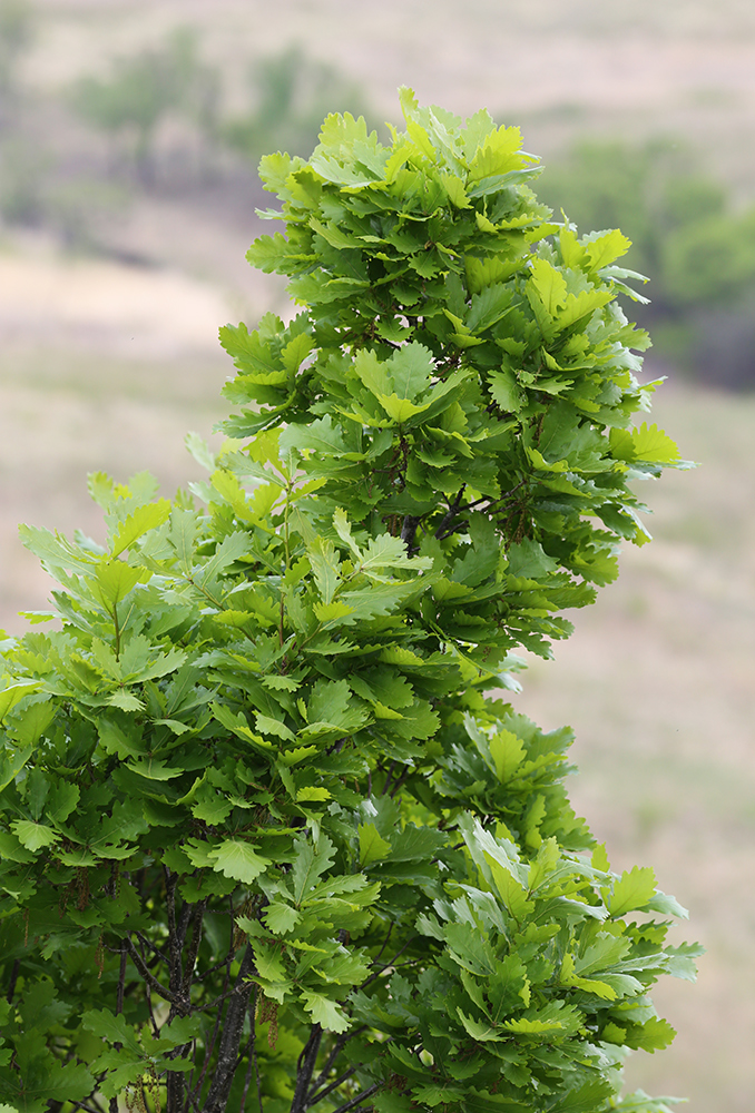 Изображение особи Quercus wutaishanica.