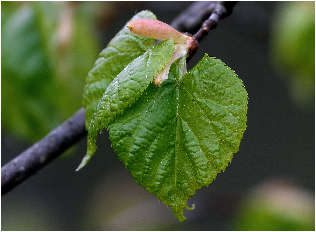 Image of Tilia cordata specimen.