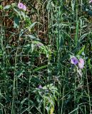 Ipomoea carnea