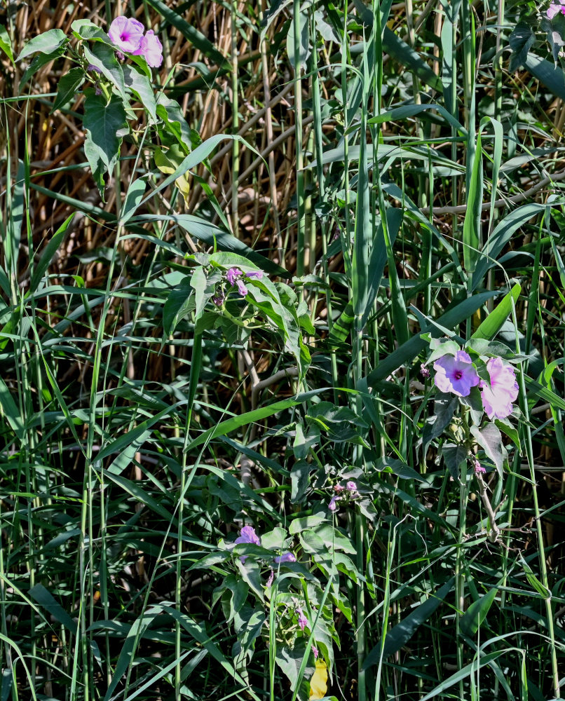 Изображение особи Ipomoea carnea.