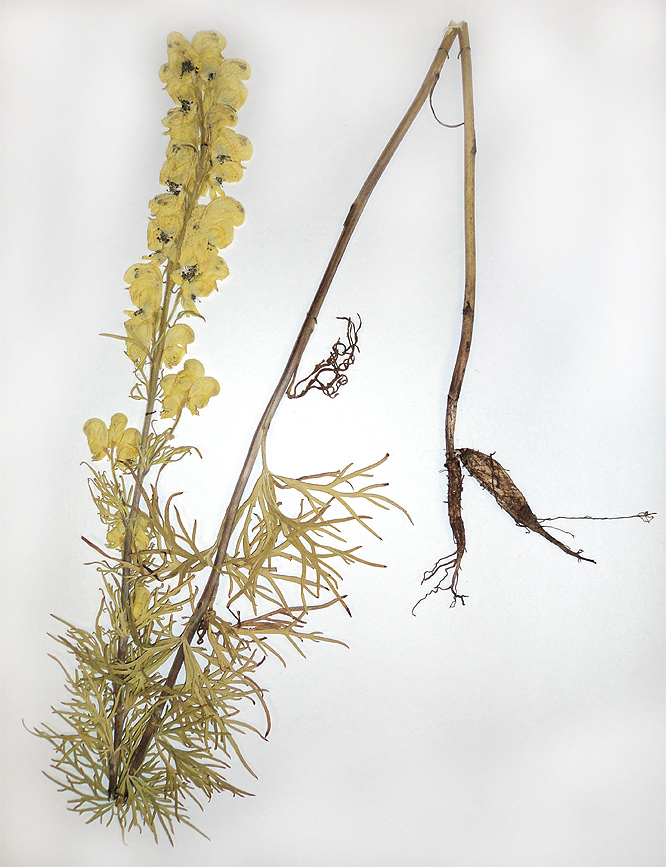 Image of Aconitum nemorosum specimen.