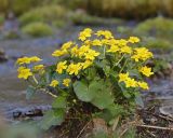 genus Caltha. Цветущее растение на берегу ручья. Амурская обл., Архаринский р-н, Хинганский заповедник, кластер \"Хинганское\", басс. р. Эракта, хвойно-широколиственный лес. 09.05.2022.