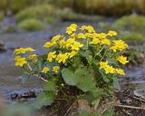 род Caltha. Цветущее растение на берегу ручья. Амурская обл., Архаринский р-н, Хинганский заповедник, кластер \"Хинганское\", басс. р. Эракта, хвойно-широколиственный лес. 09.05.2022.