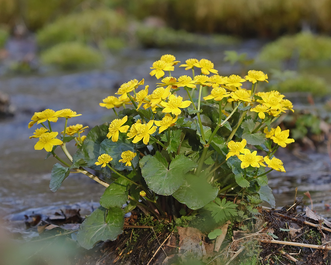 Image of genus Caltha specimen.