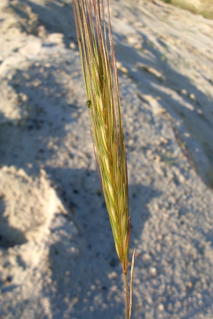 Image of Secale sylvestre specimen.