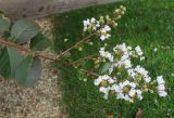 Lagerstroemia indica. Верхушка побега с соцветиями. Болгария, г. Бургас, Приморский парк, в культуре. 16.09.2021.