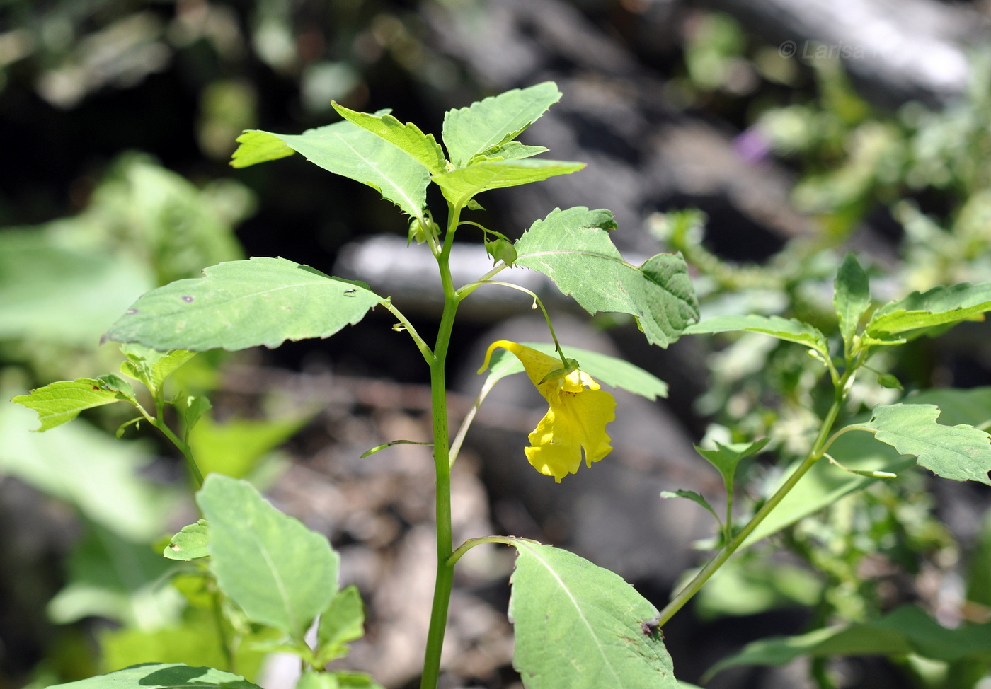 Изображение особи Impatiens noli-tangere.