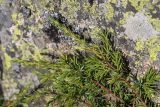 Juniperus oblonga. Веточки. Кабардино-Балкария, Эльбрусский р-н, долина р. Ирик, субальпийский луг, под валуном. 21.08.2023.