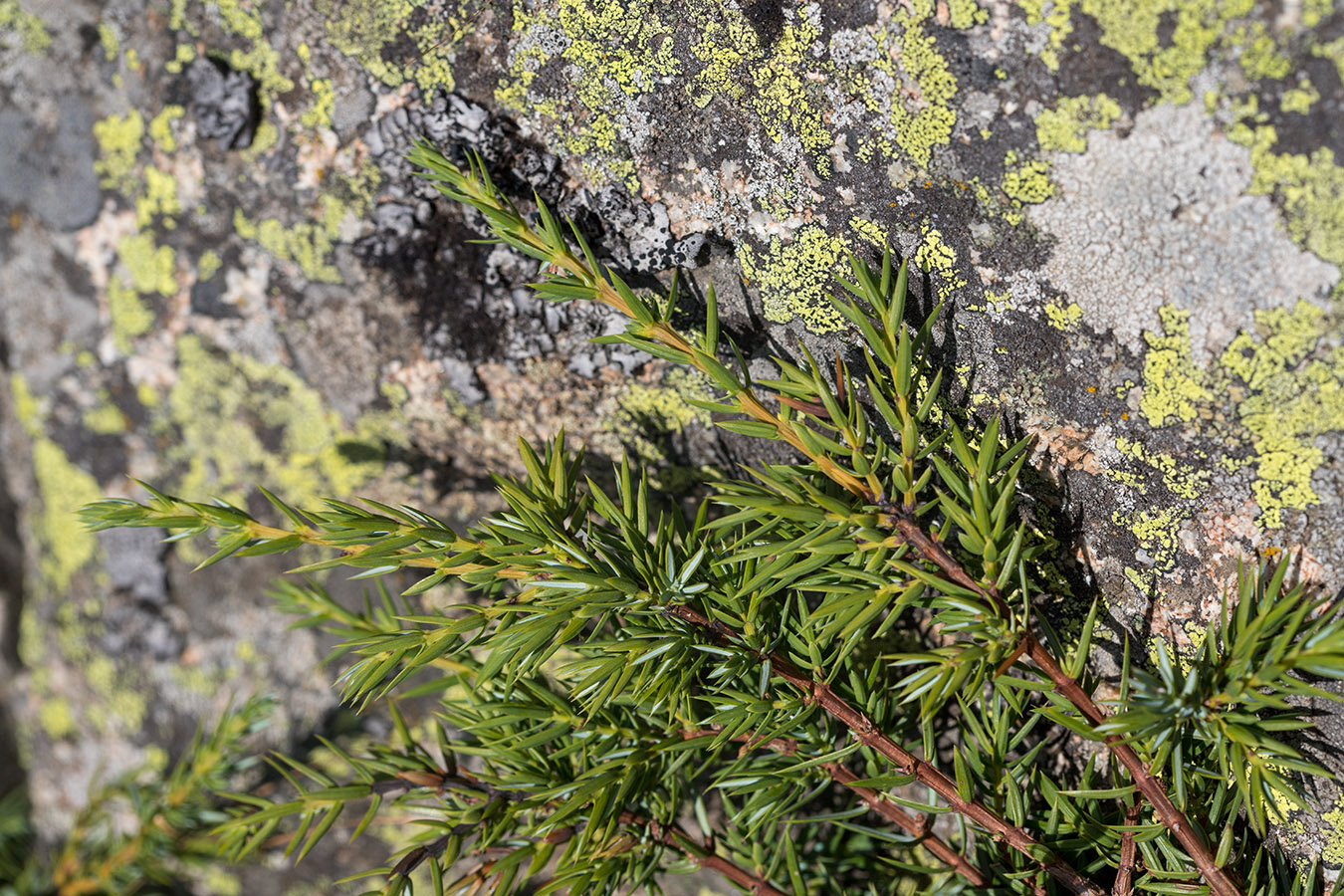 Image of Juniperus oblonga specimen.