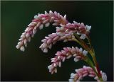 Persicaria lapathifolia. Верхушка побега с соцветиями. Московская обл., Раменский р-н, окр. дер. Хрипань, садовый участок. 01.08.2023.